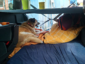Bett im Auto, Hund guckt raus durch offene Heckklappe, nur symbolisch verschlossen mit gekreuzten Auto-Gurten.